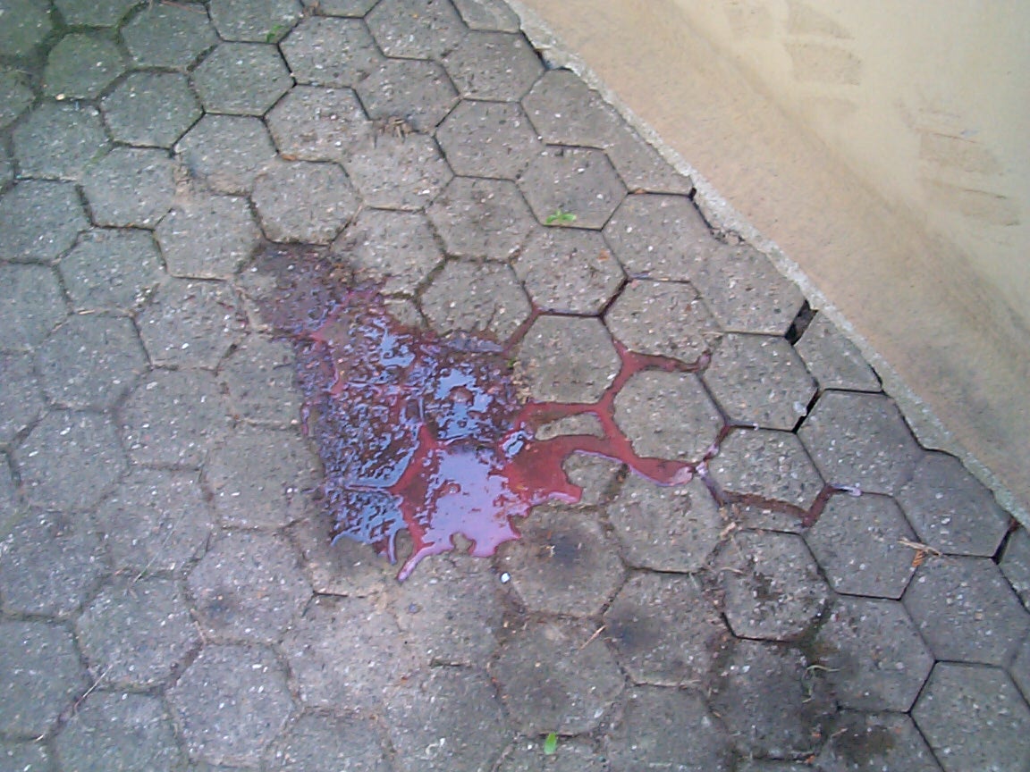blut1.JPG